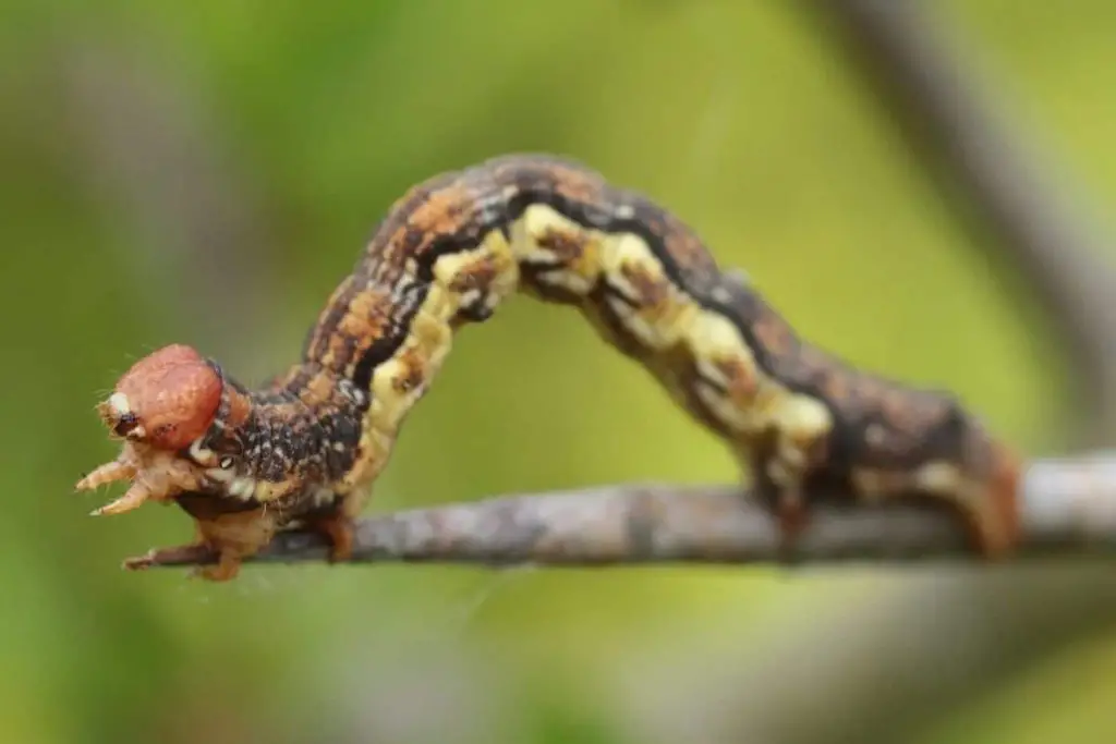 Identificar orugas de mariposas: 25 especies de orugas