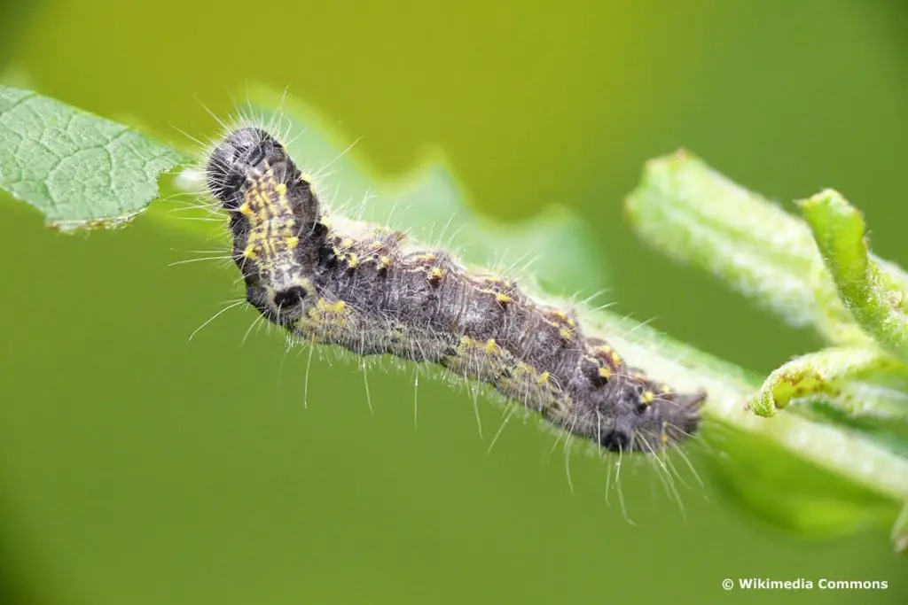 Identificar orugas de mariposas: 25 especies de orugas