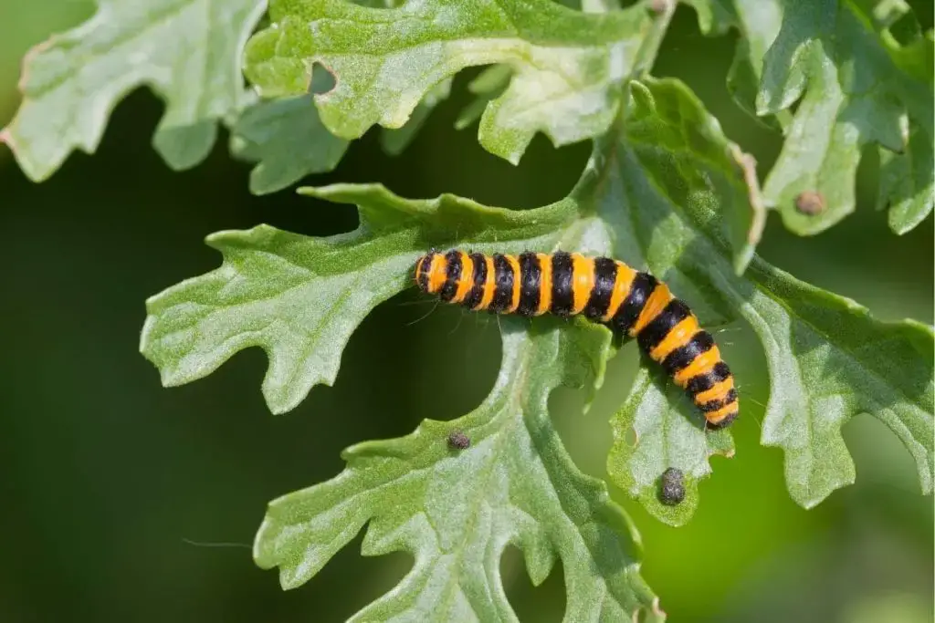 Identificar orugas de mariposas: 25 especies de orugas