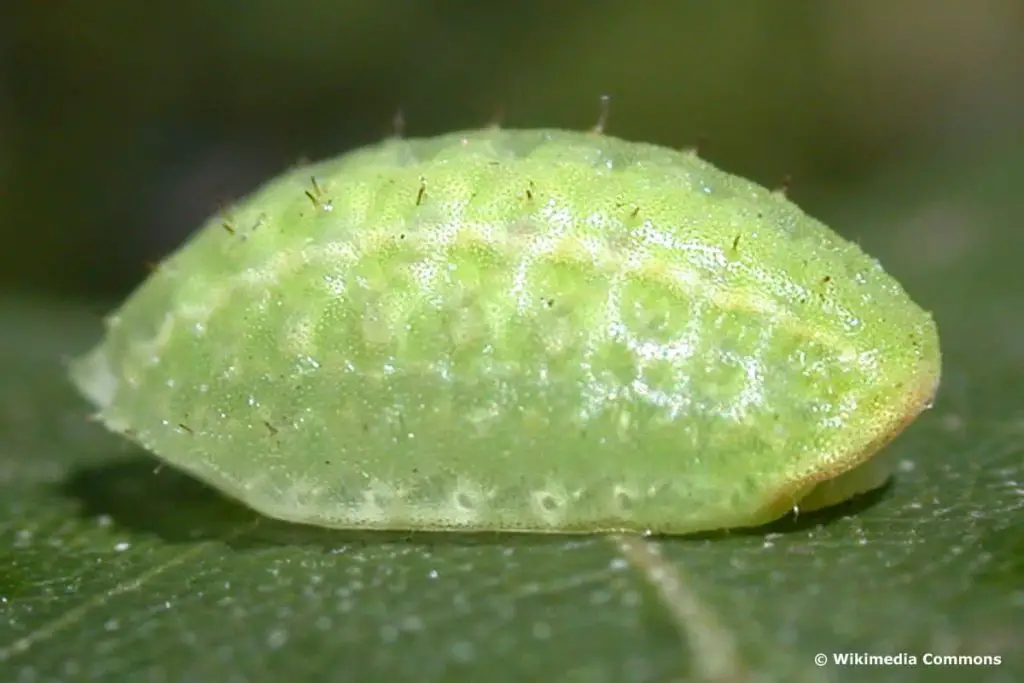 Identificar orugas de mariposas: 25 especies de orugas