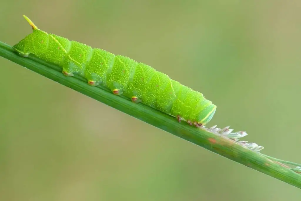 Orugas con aguijón: 10 especies nativas
