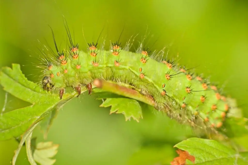 Identificar orugas de mariposas: 25 especies de orugas