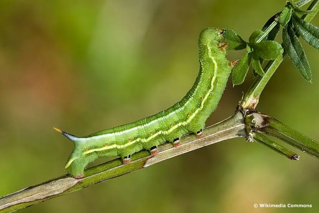 Orugas con aguijón: 10 especies nativas