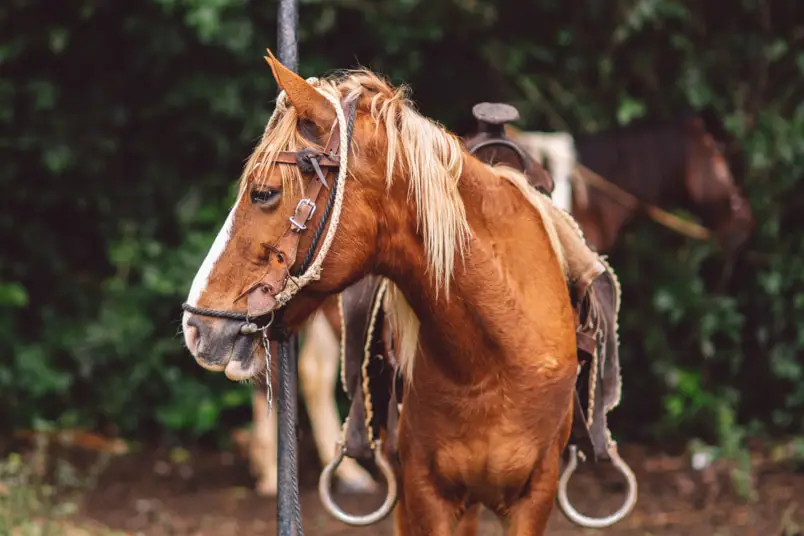 420 hermosos nombres de caballos para yeguas de AZ