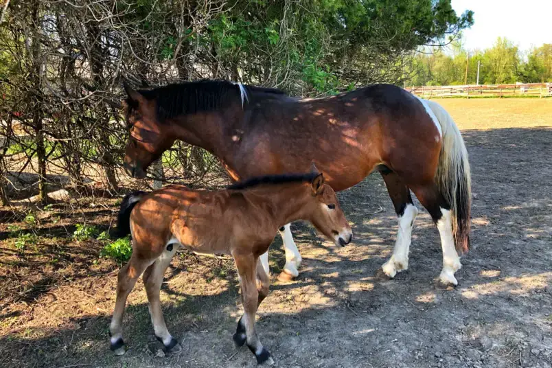 420 hermosos nombres de caballos para yeguas de AZ
