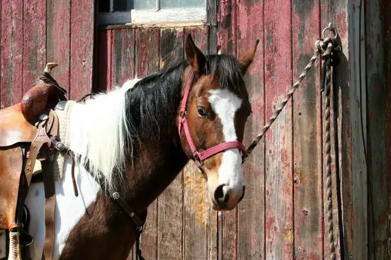420 hermosos nombres de caballos para yeguas de AZ