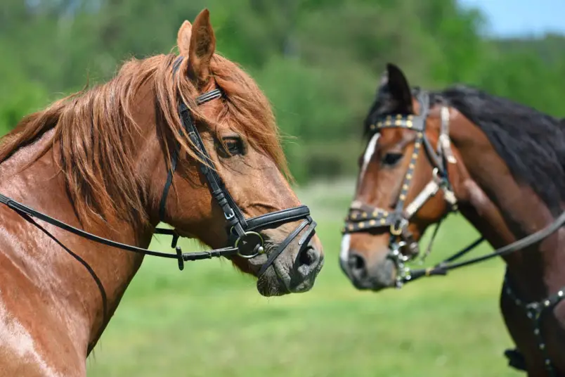 420 hermosos nombres de caballos para yeguas de AZ