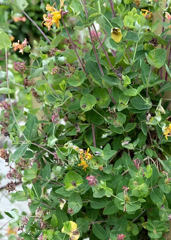 Las plantas trepadoras con sombra más hermosas.
