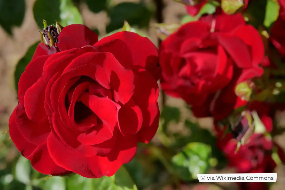 Plantas trepadoras resistentes: estas 10 flores perennes