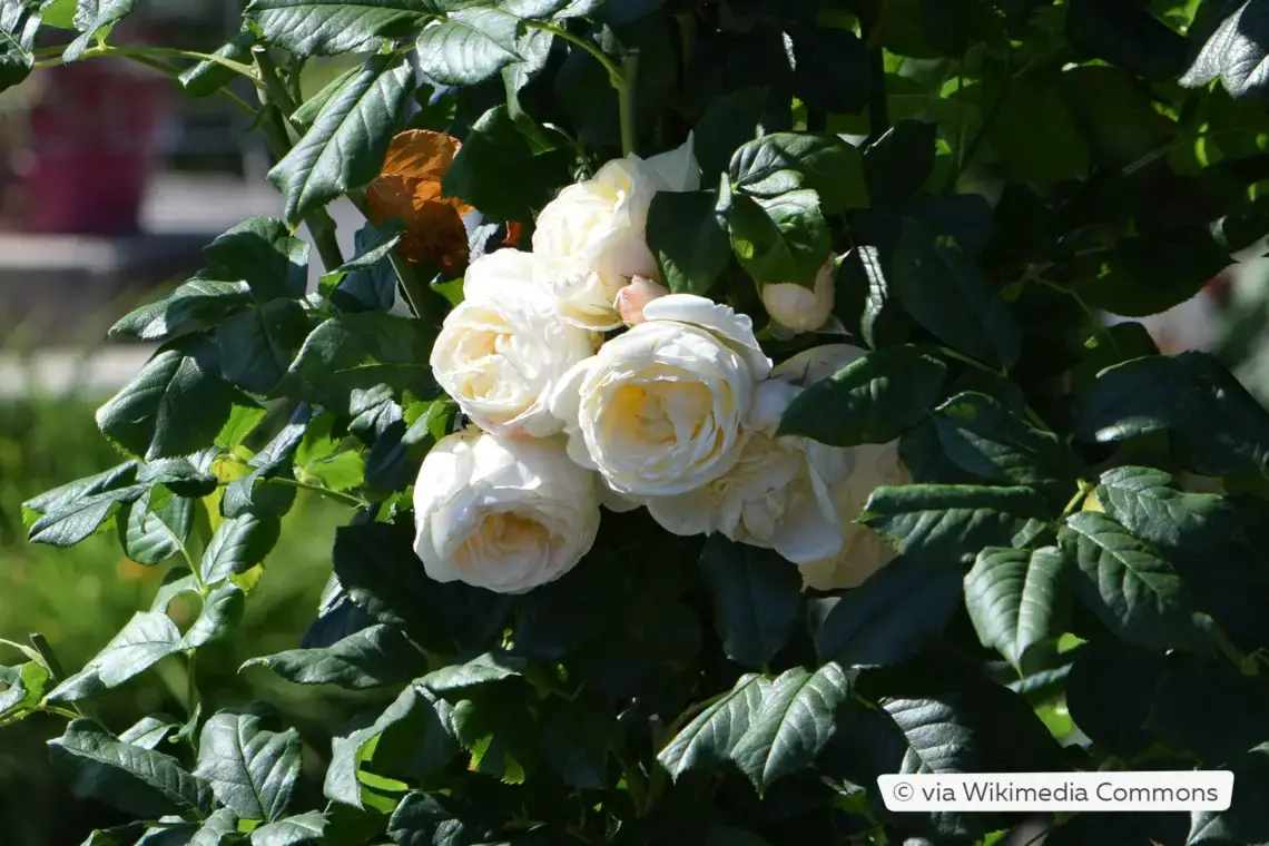 Plantas trepadoras resistentes: estas 10 flores perennes