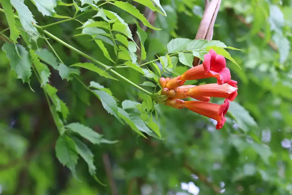 Plantas trepadoras resistentes: estas 10 flores perennes