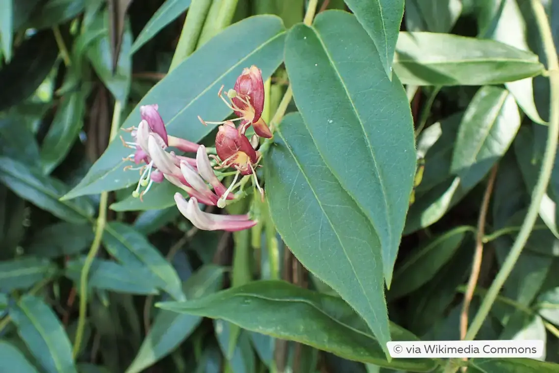 Plantas trepadoras resistentes: estas 10 flores perennes