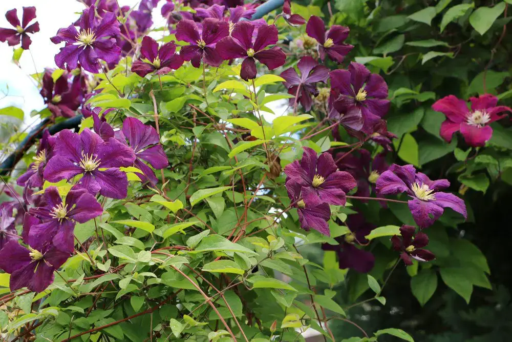Plantas trepadoras resistentes: estas 10 flores perennes
