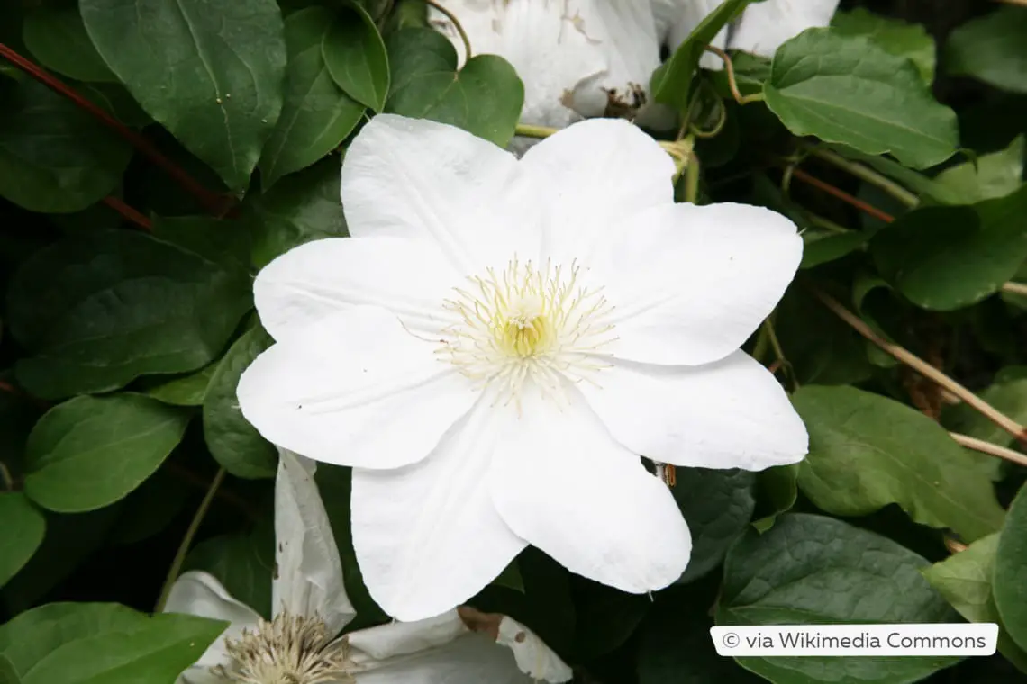 Plantas trepadoras resistentes: estas 10 flores perennes