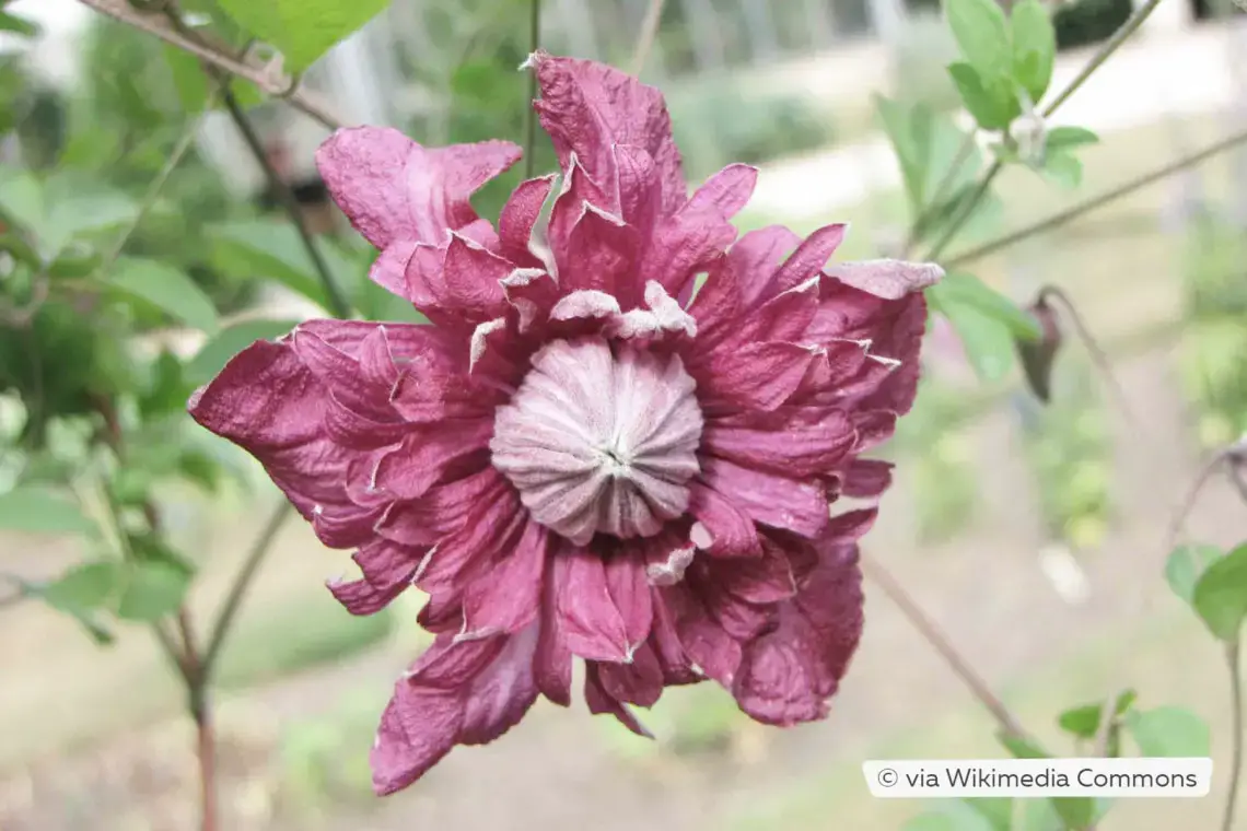 Plantas trepadoras resistentes: estas 10 flores perennes