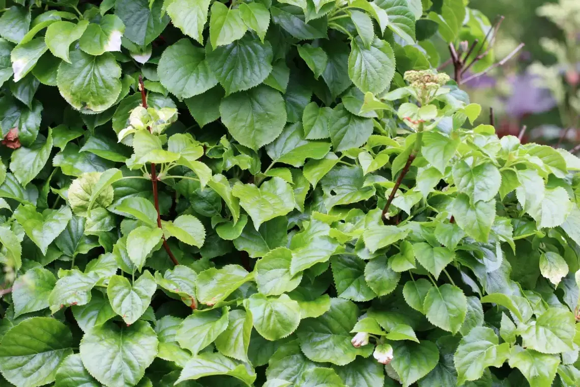 Plantas trepadoras resistentes: estas 10 flores perennes