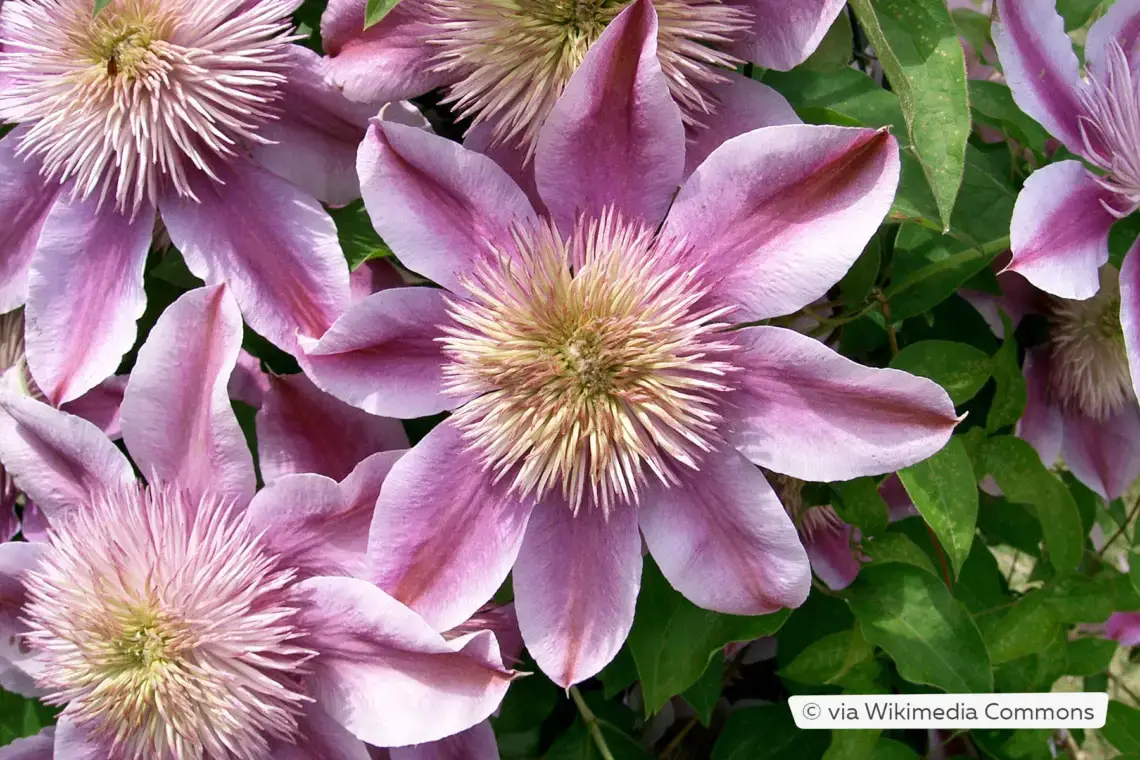 Plantas trepadoras resistentes: estas 10 flores perennes