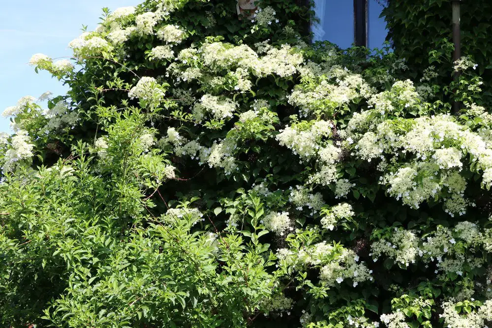 Plantas trepadoras resistentes: estas 10 flores perennes