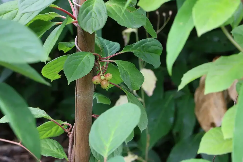 Plantas trepadoras resistentes: estas 10 flores perennes