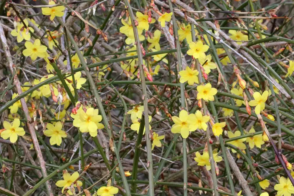Plantas trepadoras resistentes: estas 10 flores perennes