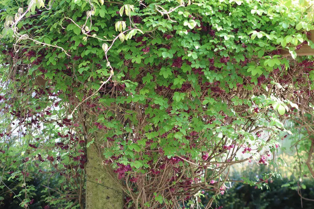Plantas trepadoras resistentes: estas 10 flores perennes