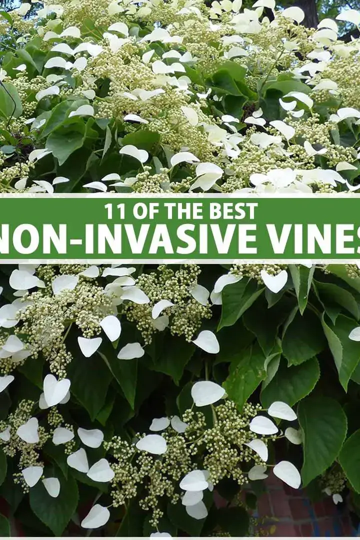 Plantas trepadoras resistentes: estas 10 flores perennes