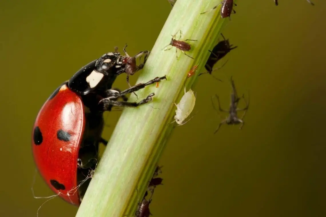 ¿Qué edad tienen las mariquitas? Eso es lo que viven