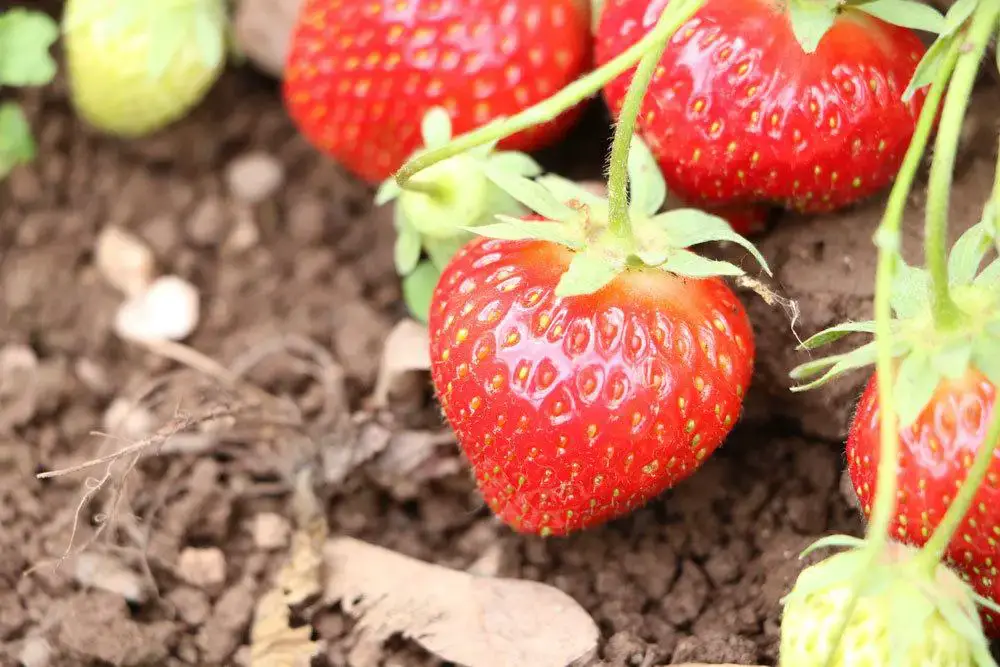 Hormigas en fresas | ¿Qué hacer si se produce una plaga de hormigas en las plantas de fresa?