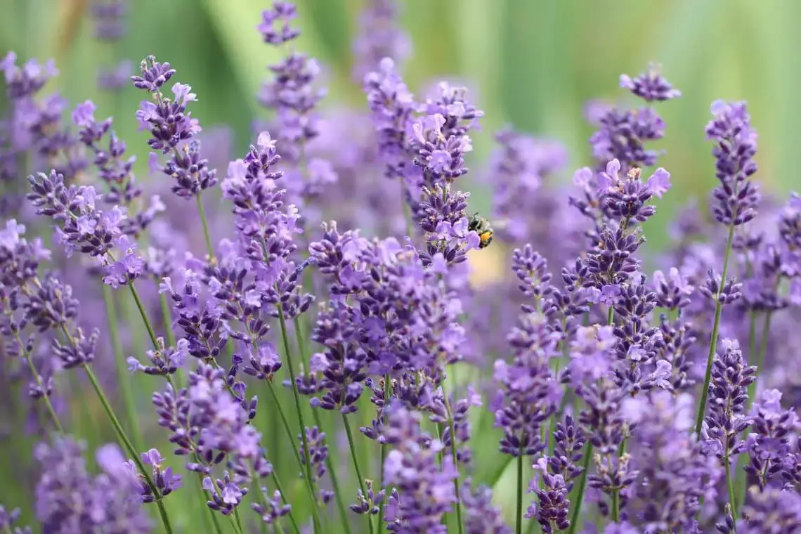Hormigas en fresas | ¿Qué hacer si se produce una plaga de hormigas en las plantas de fresa?