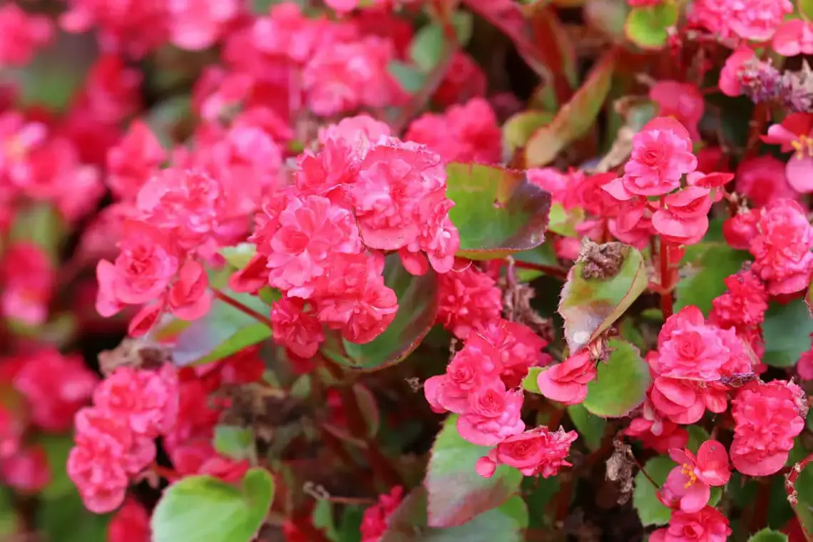 16 plantas pequeñas para el cementerio