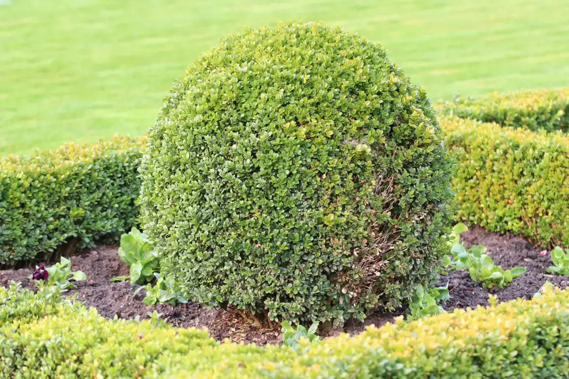 16 plantas pequeñas para el cementerio