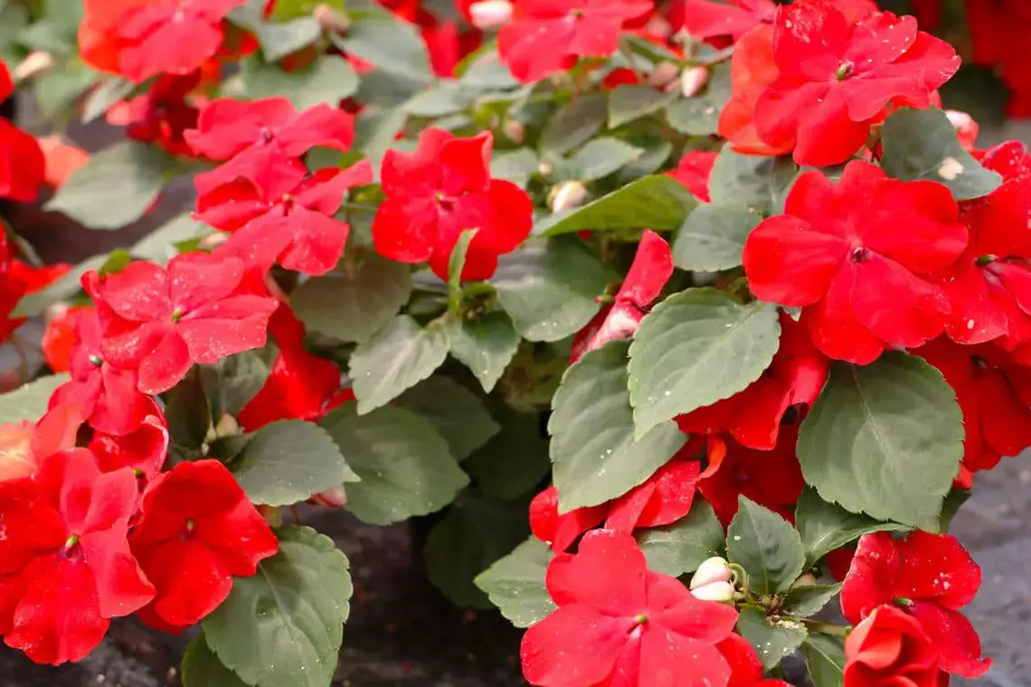 16 plantas pequeñas para el cementerio