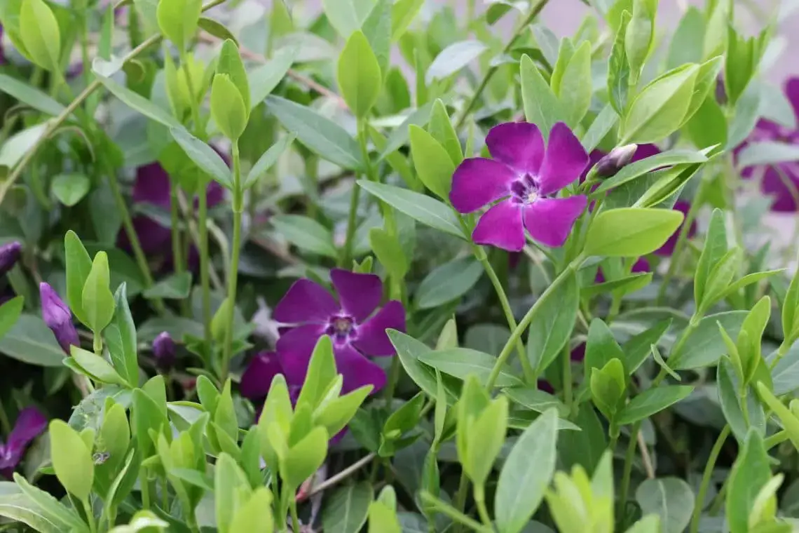 16 plantas pequeñas para el cementerio