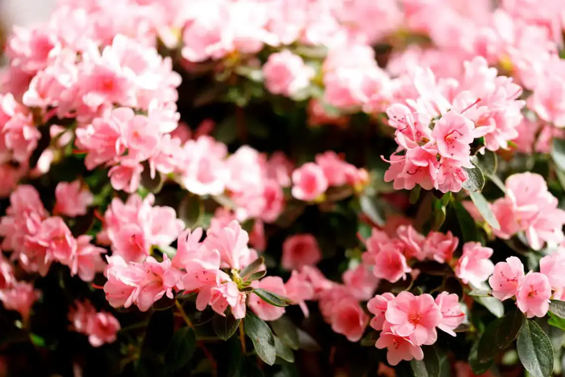 16 plantas pequeñas para el cementerio