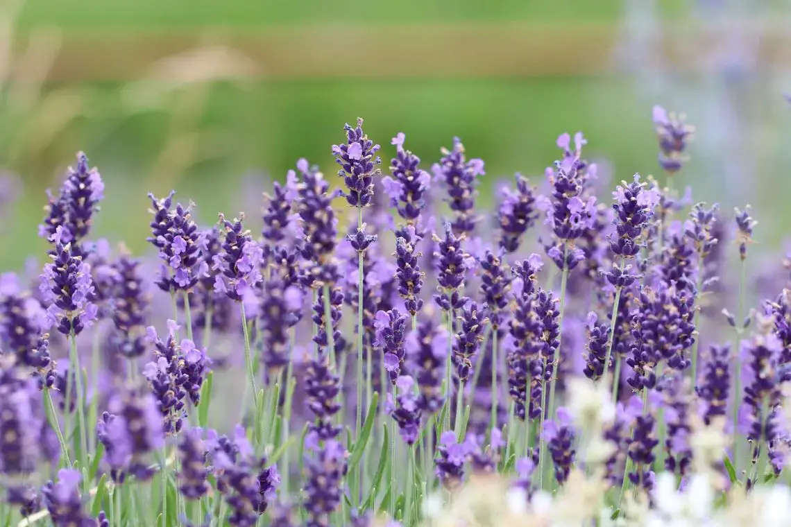 16 plantas pequeñas para el cementerio