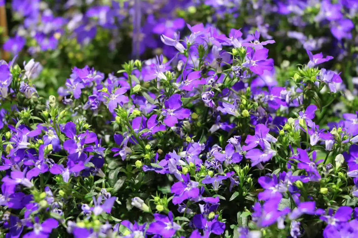 16 plantas pequeñas para el cementerio
