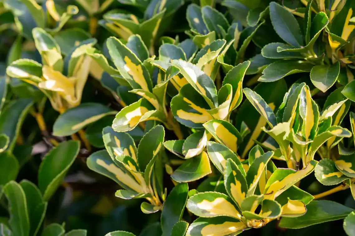 16 plantas pequeñas para el cementerio