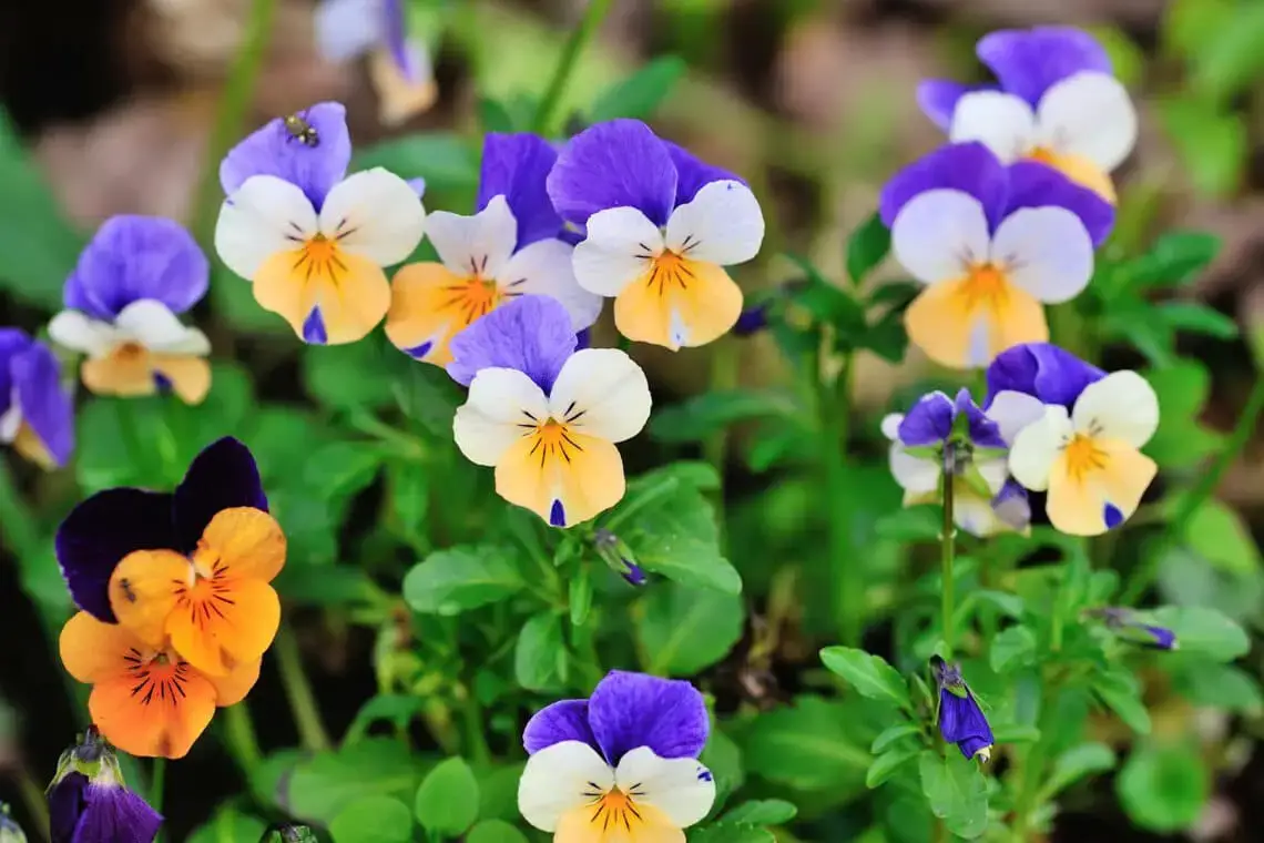 16 plantas pequeñas para el cementerio