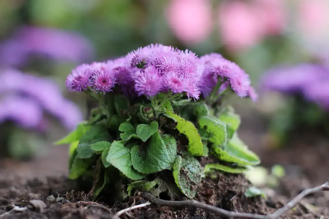 16 plantas pequeñas para el cementerio