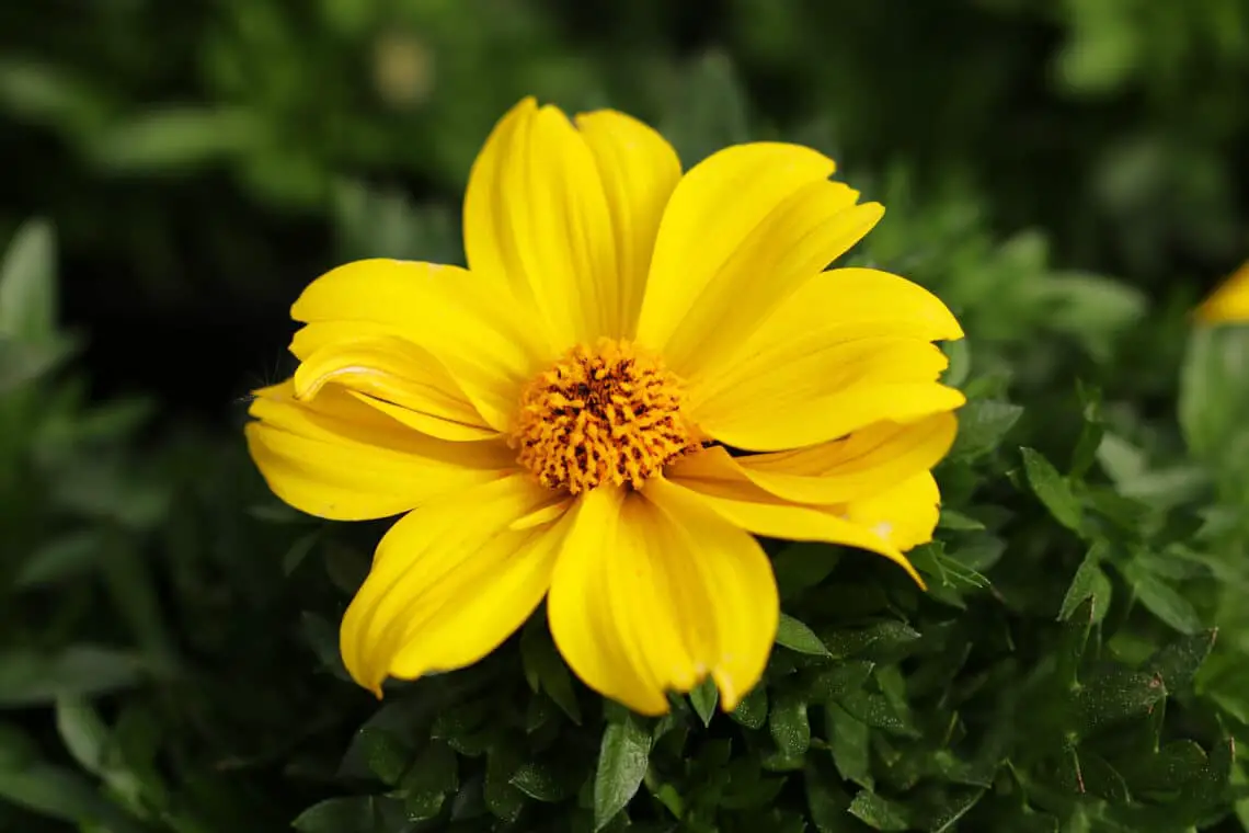 16 plantas pequeñas para el cementerio