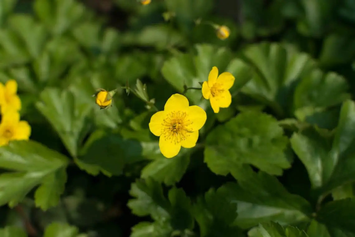 16 plantas pequeñas para el cementerio