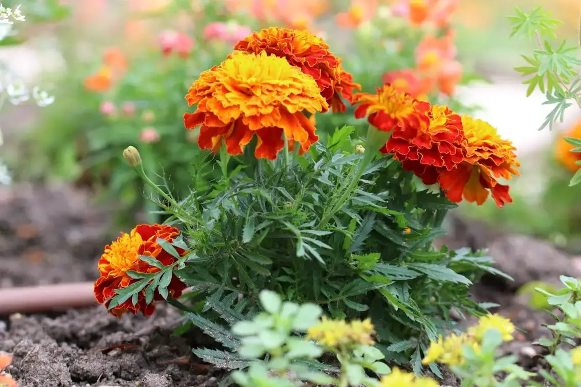15 flores para el cementerio por poca agua