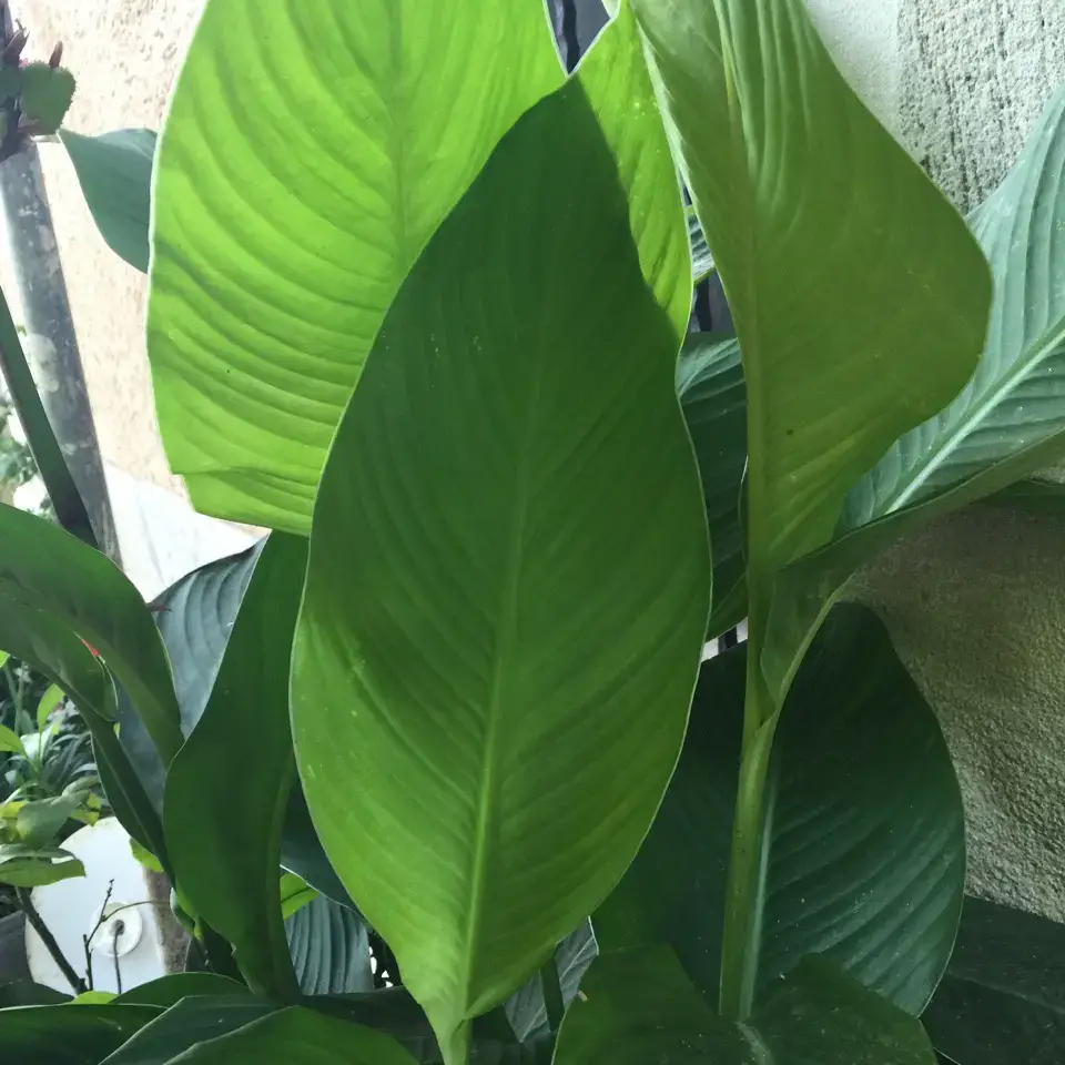 Plantar, cuidar, invernar y propagar la caña de flores india.