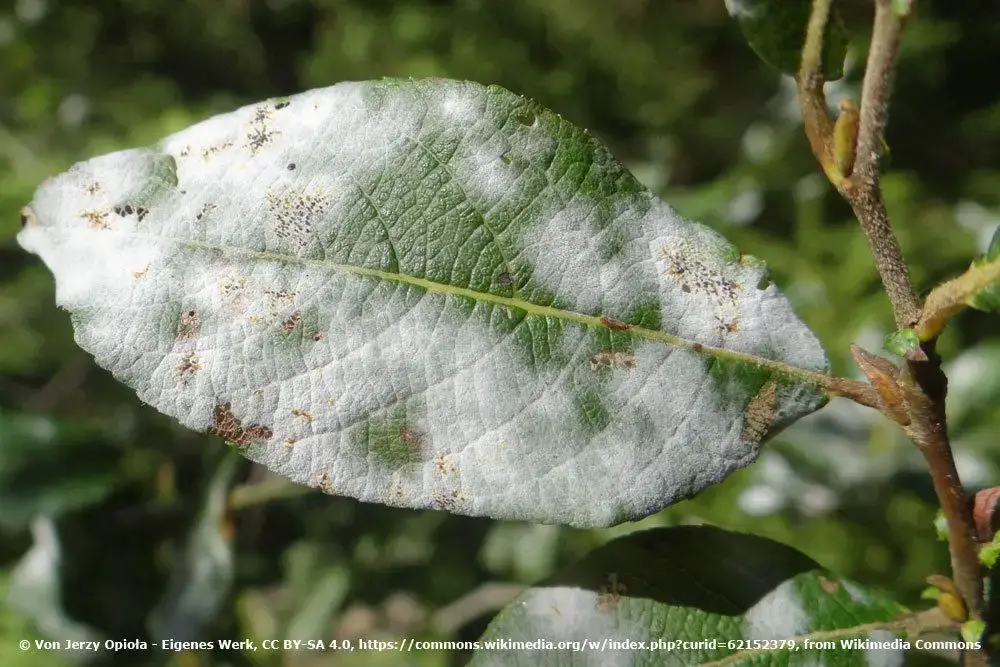 Reconoce y combate 8 enfermedades del laurel cereza de AZ