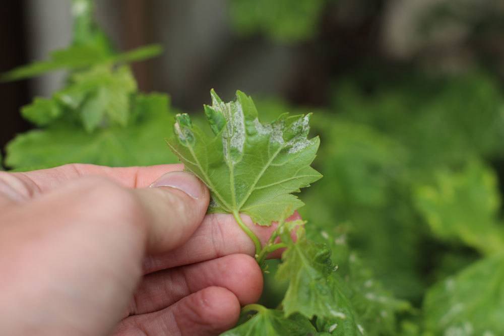 Reconoce y combate 8 enfermedades del laurel cereza de AZ