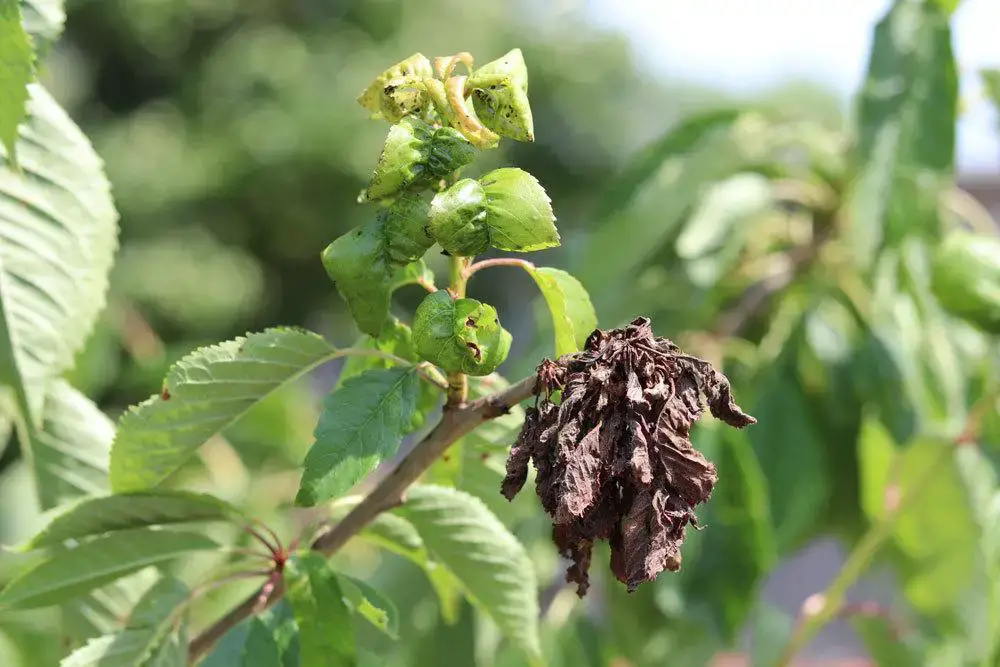 Reconoce y combate 8 enfermedades del laurel cereza de AZ