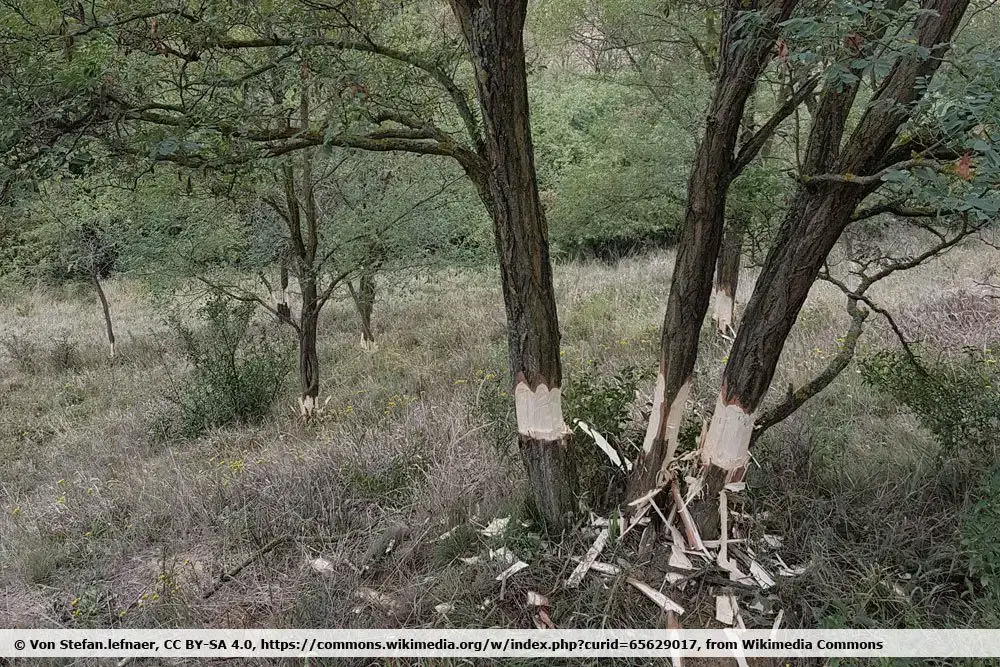 Clavo de cobre en el árbol: ¿Es eso posible? | Mata árboles no deseados