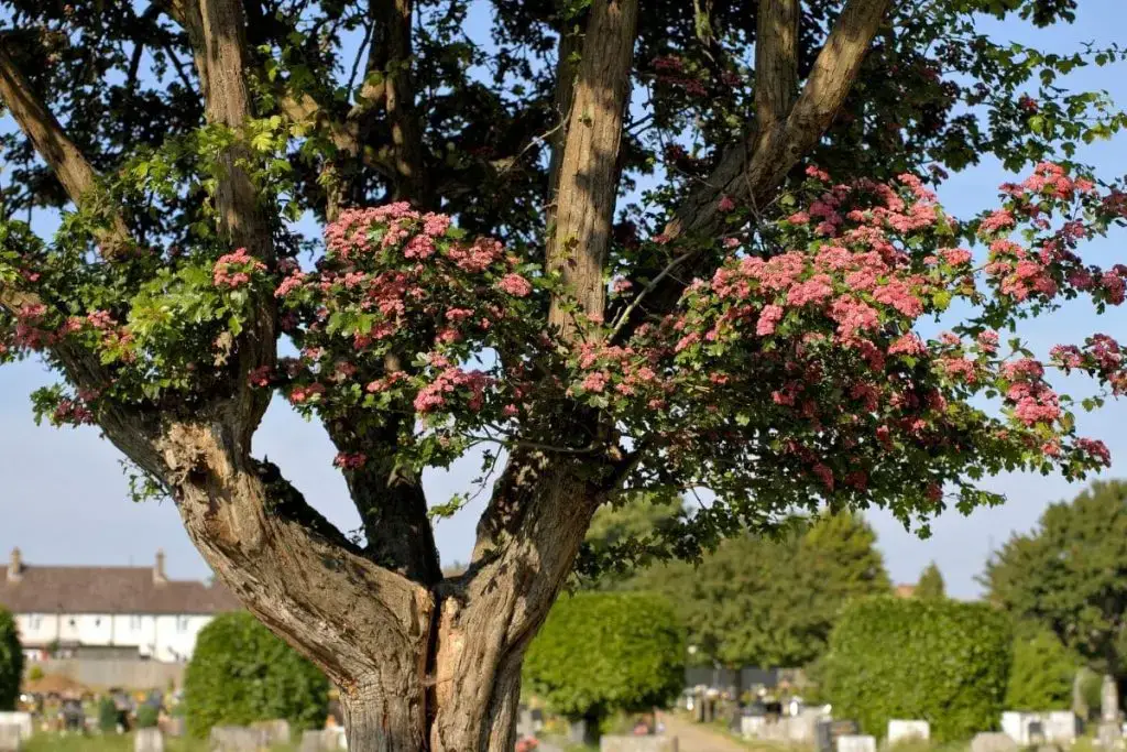 Raíz principal: 20 árboles y arbustos de raíces profundas
