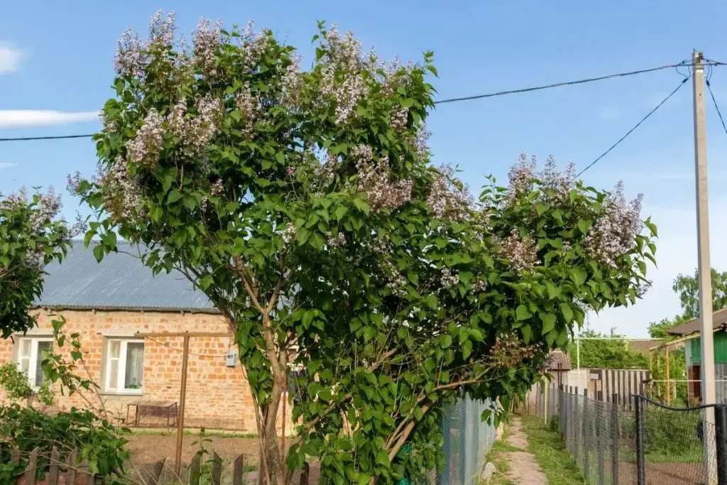 Raíz principal: 20 árboles y arbustos de raíces profundas