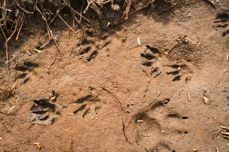 Identificar y eliminar los excrementos de erizo en el jardín.
